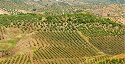 The World’s Commercial Olive Groves Are Shrinking